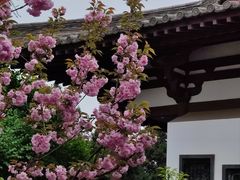 -西安青龙寺遗址景区