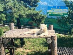 -西霞口神雕山野生动物世界