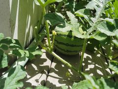 -上海市闵行科技幼儿园