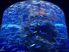 -芜湖新华联大白鲸海洋公园