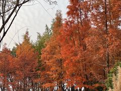 -长广溪湿地公园