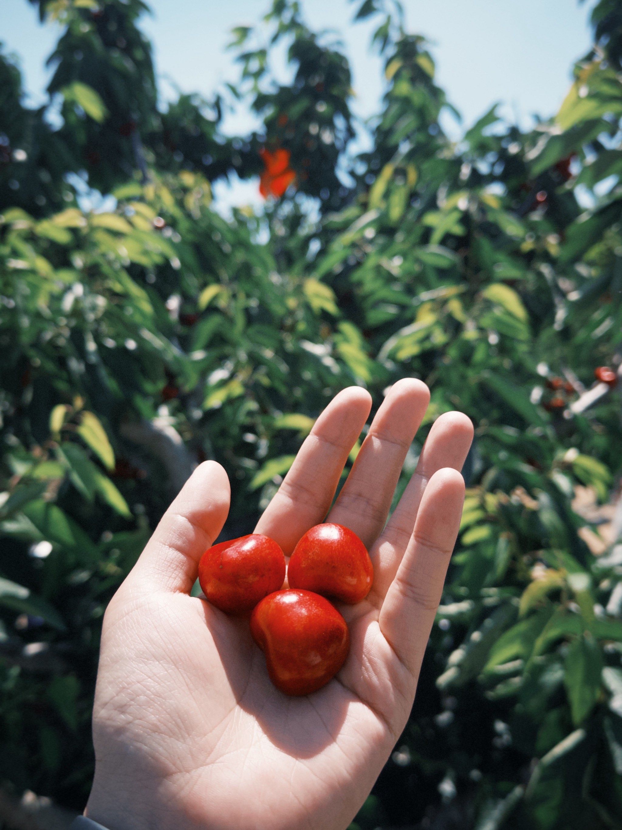 我在大连采樱桃🍒