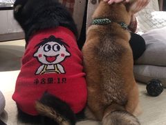-逗柴咖啡屋·狗咖猫咖宠物桌游