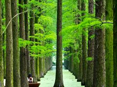-渌洋湖湿地公园