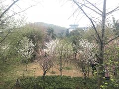 -武汉大学-樱园