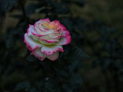 -人民公园(罗湖区)