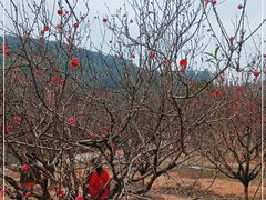 -南国桃园旅游度假区