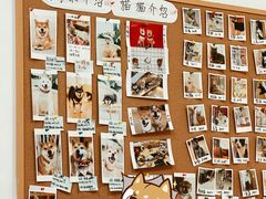 -是阿柴呀！柴犬咖啡·爱喵喵猫咖