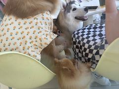 -怪兽屋·羊驼·猫咖·狗咖(俊华广场店)