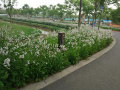 -上海长兴岛郊野公园