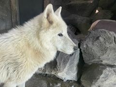 -杭州野生动物世界