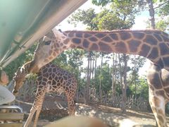 -清迈夜间动物园