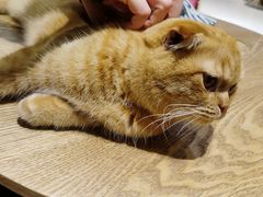 -藏猫猫咖啡主题馆(中央大道店)