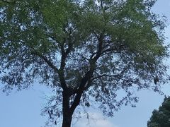 -重庆市江北嘴中央商务区中央公园