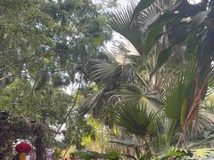 -海南热带野生动植物园