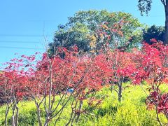 -广州市帽峰山景区