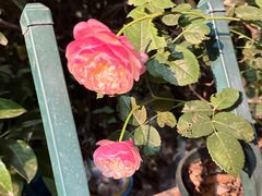 -火塘云南烧烤大排档