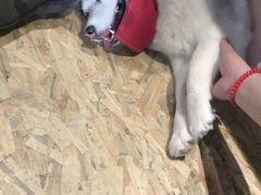 -Husky Go! 哈士奇体验馆·宠物咖啡厅狗咖