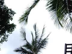 -西双版纳原始森林公园