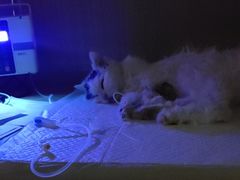 -北京观赏动物医院·24小时大型综合·猫专科·异宠专科