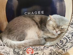 -MOCHA明星猫咖(田子坊店)