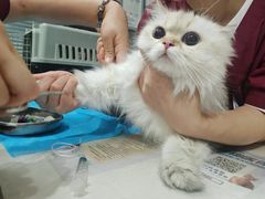 -伟伟宠物医院·CT影像中心·瑞派犬猫综合性门诊(汉口总院)