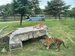 -上海野生动物园