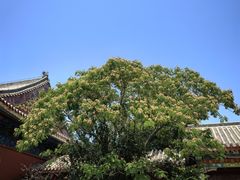 -天津妈祖文化园