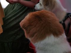 -思远客家菜馆(巴伐利亚店)