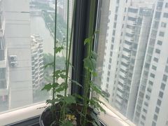 -新湖明珠城