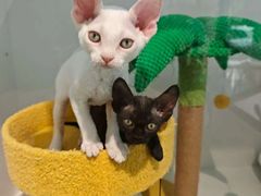 -小呆的宠物店·宠物售卖·宠物寄养(城西店)