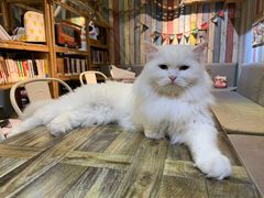 -小时光咖啡馆(开森度假森林店)