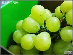 -马陆小张葡萄园农家乐