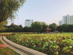 -莱西月湖公园