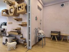 -猫咪派对(江南西店)