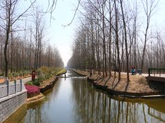 -合肥滨湖国家森林公园