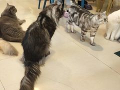 -平行世界·猫咖(首经贸店)