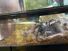 -藦茜花园宠物主题亲子互动体验馆(国顺东路店)