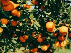 -前小桔亲子创意农场·草莓采摘·露营烧烤