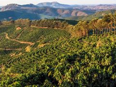 -五洲皇冠巴西烤肉餐厅