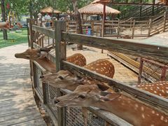 -北京鹿世界主题园