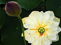 -潜山国家森林公园