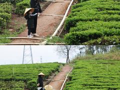-美的鹭湖森林度假区