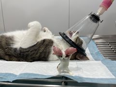 -荔康动物医院(康王北路店)