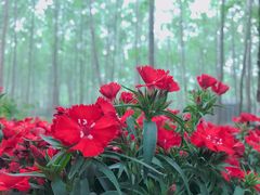 -合肥滨湖国家森林公园