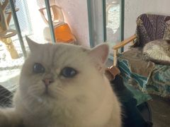 -喵屿·大理花园猫咖