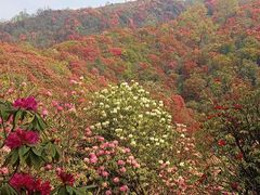-贵州百里杜鹃风景名胜区