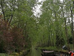 -合肥滨湖国家森林公园