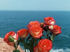 -广东惠东海龟国家级自然保护区