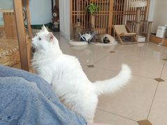 -Catmate·猫肥家润(金润铂宫店)